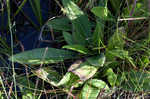 Variableleaf sunflower